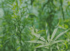 Where can I  buy CBD in Cyprus?